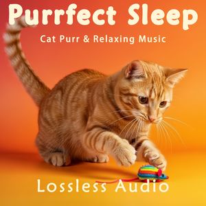 135.空灵放松的正念冥想脑波音乐融合猫咪呼噜声|深度放松|完美睡眠