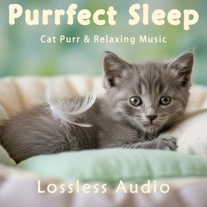 148.雨中森林冥想|柔和放松梦幻&森林雨声&猫咪呼噜声助眠|深度放松|完美睡眠