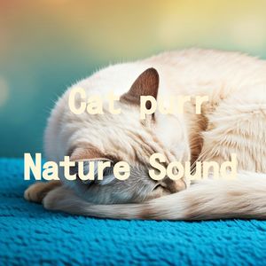 16.真实猫呼噜声+雨后森林清新鸟鸣｜3分钟入睡·白噪音循环