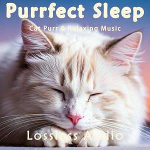 8小时 - 梦幻幻想｜瑜伽冥想｜猫咪呼噜｜深度放松｜完美睡眠