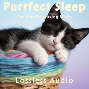 201.环绕海浪冥想｜优雅悠扬梦幻宇宙｜猫咪呼噜声助眠｜深度放松｜完美睡眠