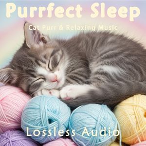 265.雨后森林冥想｜深度冥想疗愈音乐｜猫咪呼噜声助眠｜深度放松｜完美睡眠