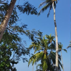 余嫣红:封建制度下的悲剧