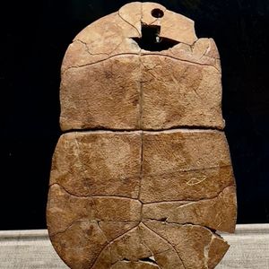 贾湖遗址刻符龟甲：解锁远古华夏文明的神秘密钥
