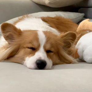 狗狗午睡音乐003