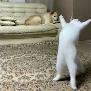 离谱的瓜，爱马仕继承人普埃奇手里 150 亿美元股份被骗