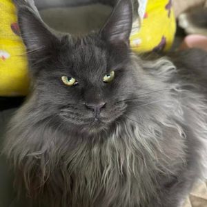 梅花易数必背口诀（入门）