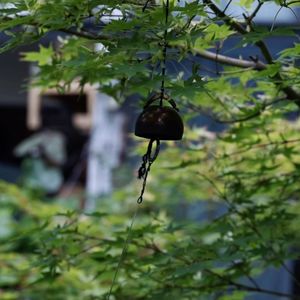 愉悦清单丨从今天开始，种花翻土，做一个简单的人