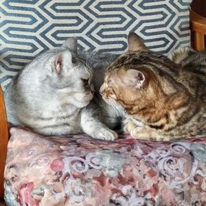 宋词（5）范仲淹《苏幕遮 碧云天》