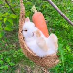 兔子爱吃胡萝卜咯