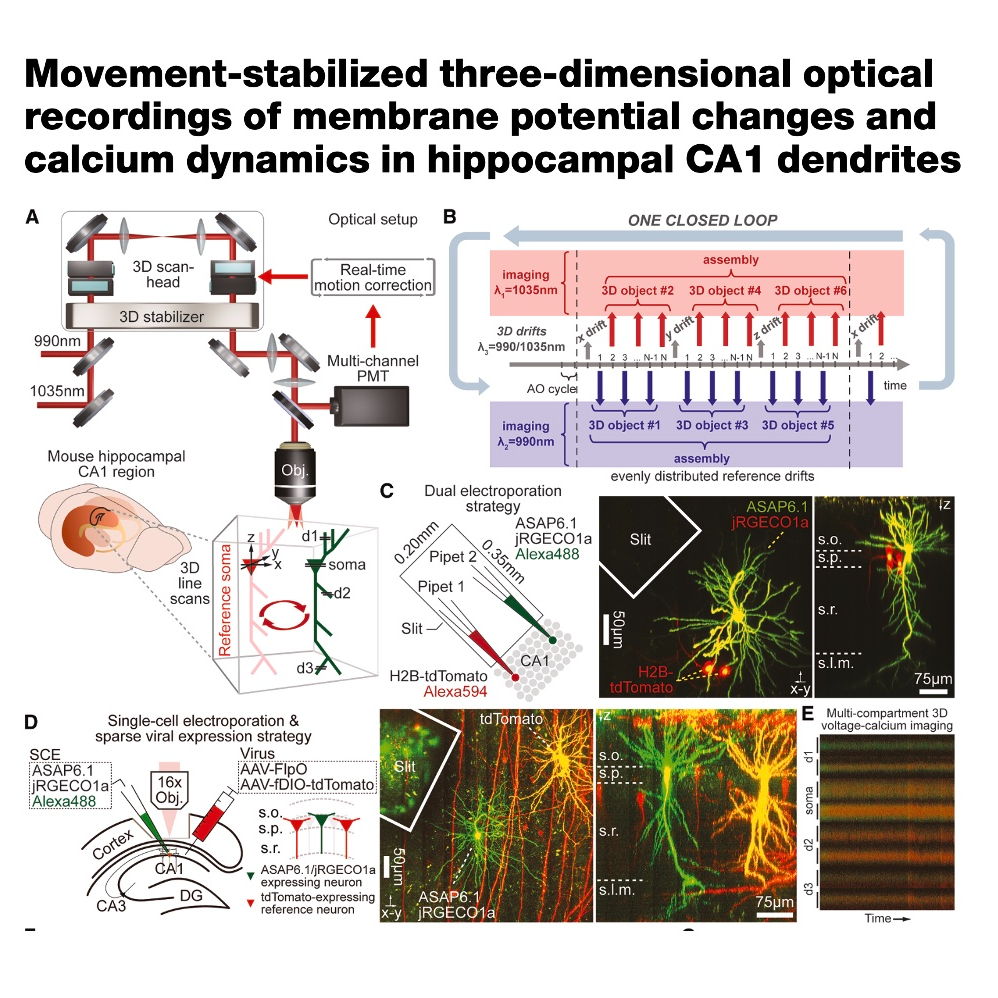 658-Calcium Imaging in CA1 Dendrites episode artwork