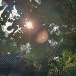 异能星骑马的仙茅