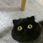 好运莲莲到我面前