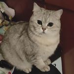 猫一朵