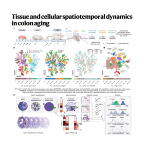 297-cSplotch: Inferring Cell-Type-Specific Spatial profile
