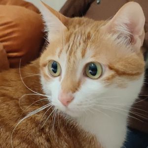 Zuzu-