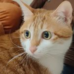 Zuzu-