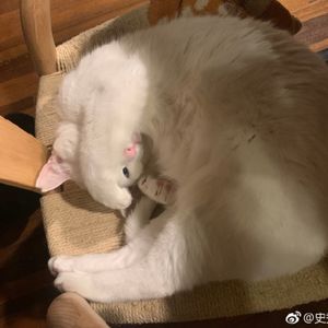 史蒂夫说124期 - 你的父母不是天使