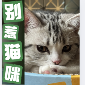 T3-35: 两起虐猫案：缺失、高跟鞋、流量关注