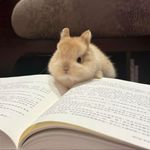 左耳朵进右耳朵也进