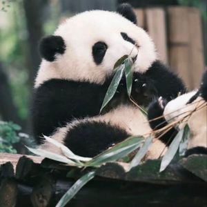 思翡斋