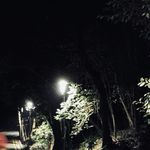 向阳花1999
