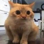 小猫保安