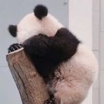 熊喵儿