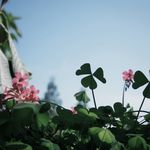 好久没吃青苹果