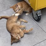 猫咪爱吃大汉堡