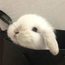 木木_pRs4