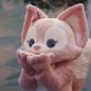 一只顺毛小猫咪