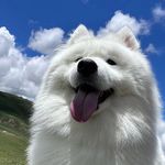 扒拉辣小蘑鲜