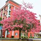 恩平黄冈薛老师19928