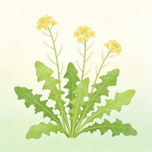 沼生蔊菜：沼泽里的生命之歌