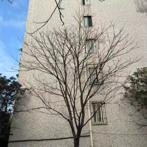 57妈妈，我看见真人亲嘴了，同时小女孩想找小伙伴玩。