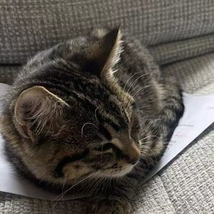 小然小然