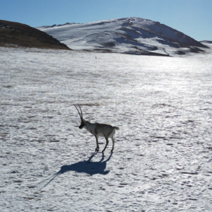 你见过福娃“迎迎”的盛大雪地婚礼吗？