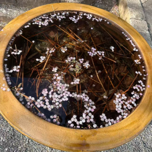 审美是终极疗愈