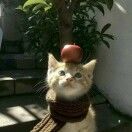 藍_qGfv