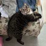 袜子袜子