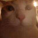 显灵愿君随洗浴