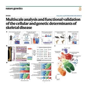 1360-Cellular and Genetic Drivers of Bone Disease