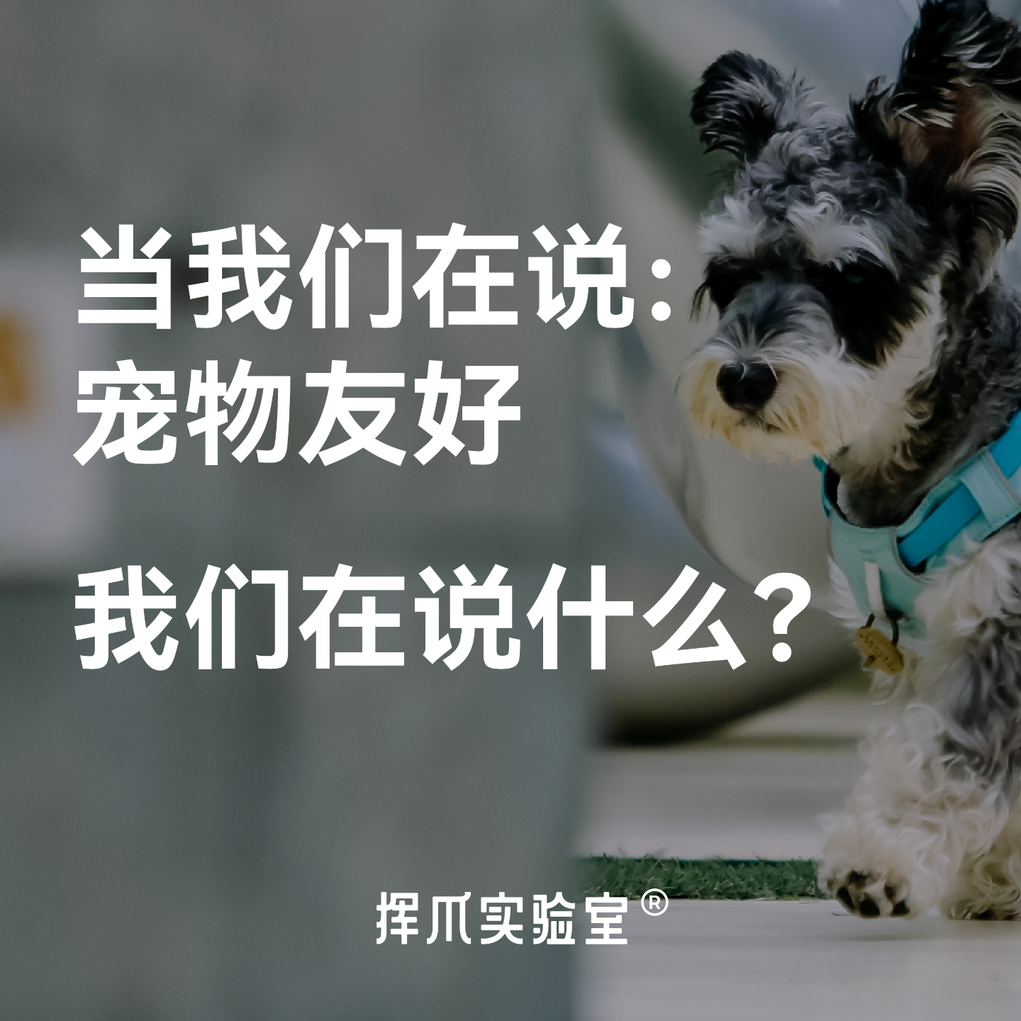 E.0 当我们在说宠物友好时，是在说什么？ episode artwork