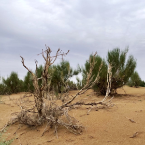 柯紫：沙子一袋子，金子一屋子（串台《日知录》）