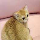 有腹肌的猪