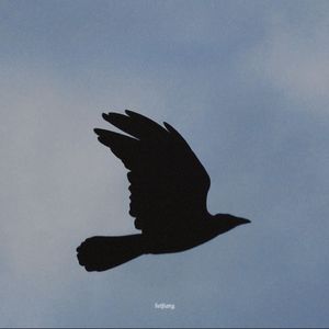 enfp和infp的对话|关于猫