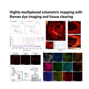 364-RADIANT: Highly Multiplexed Volumetric Mapping