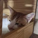 北九养猪场场长