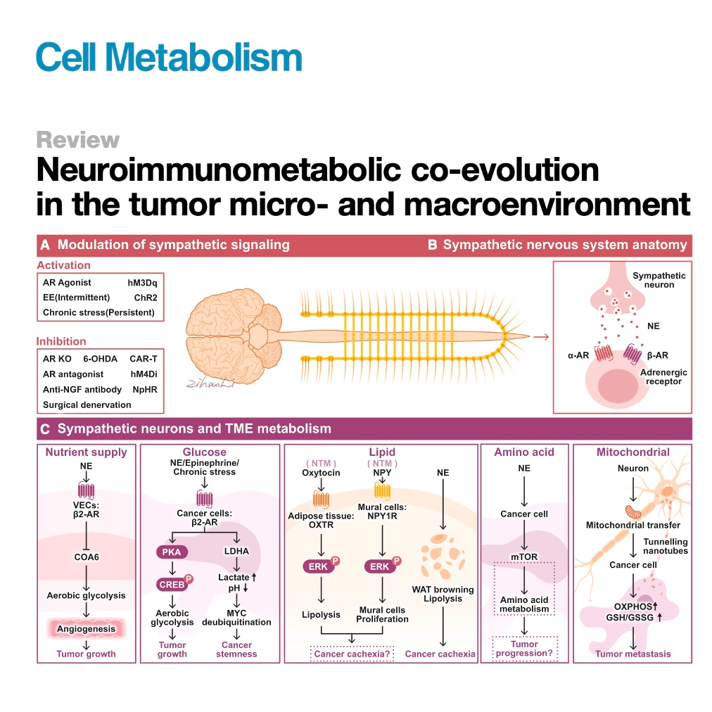 849-Neuroimmunometabolic in Tumor Micro- & Macroenvironments episode artwork